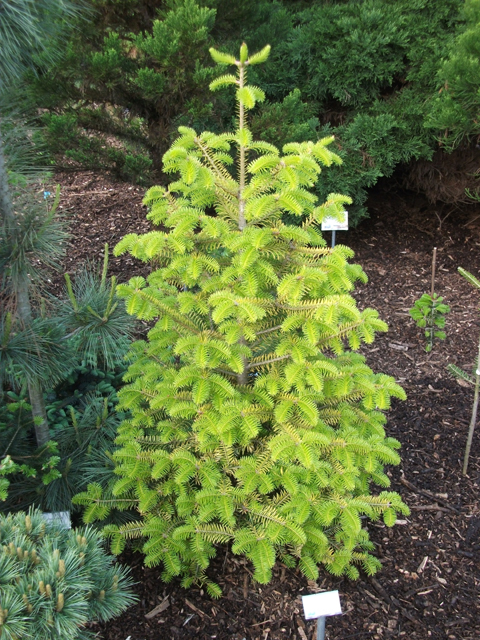 Abies cephalonica 'Barabits Gold'